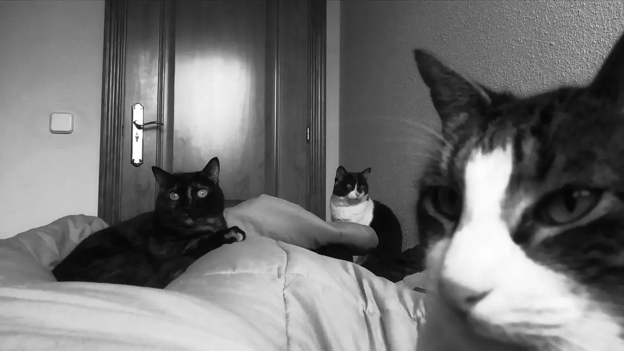 desde un punto de vista felino